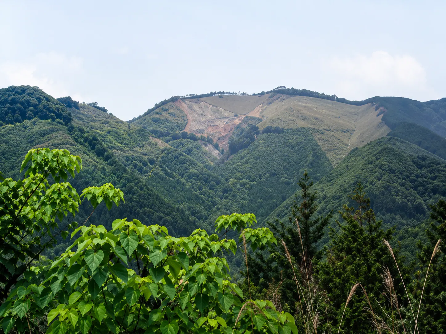 プレゼントツリーの植樹地