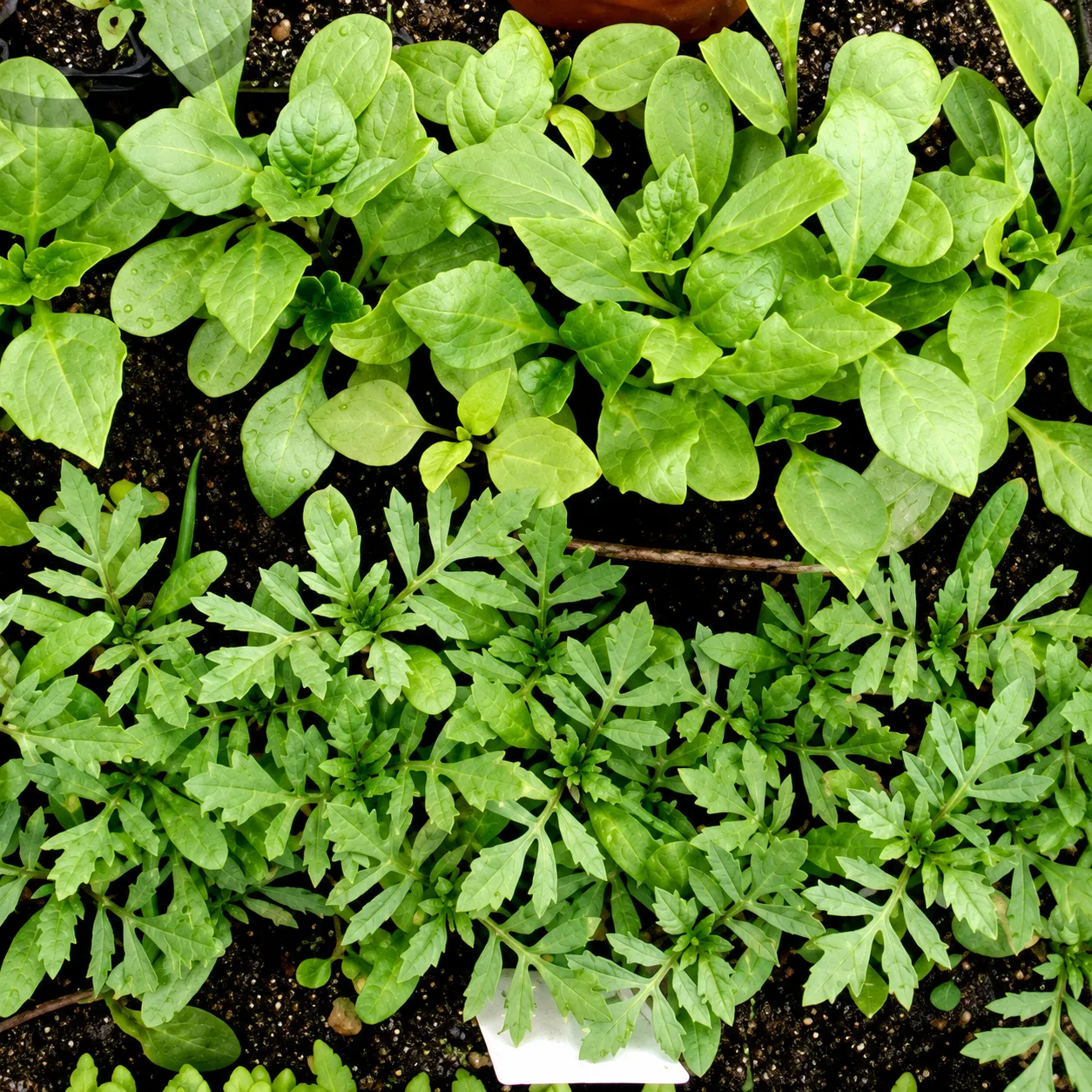 植樹に使用する苗木